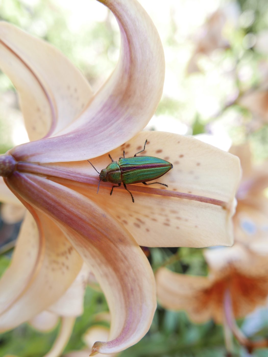 Green Golden Beprestid beetle, Buprestis aurulenta, on a pale pink iris flower