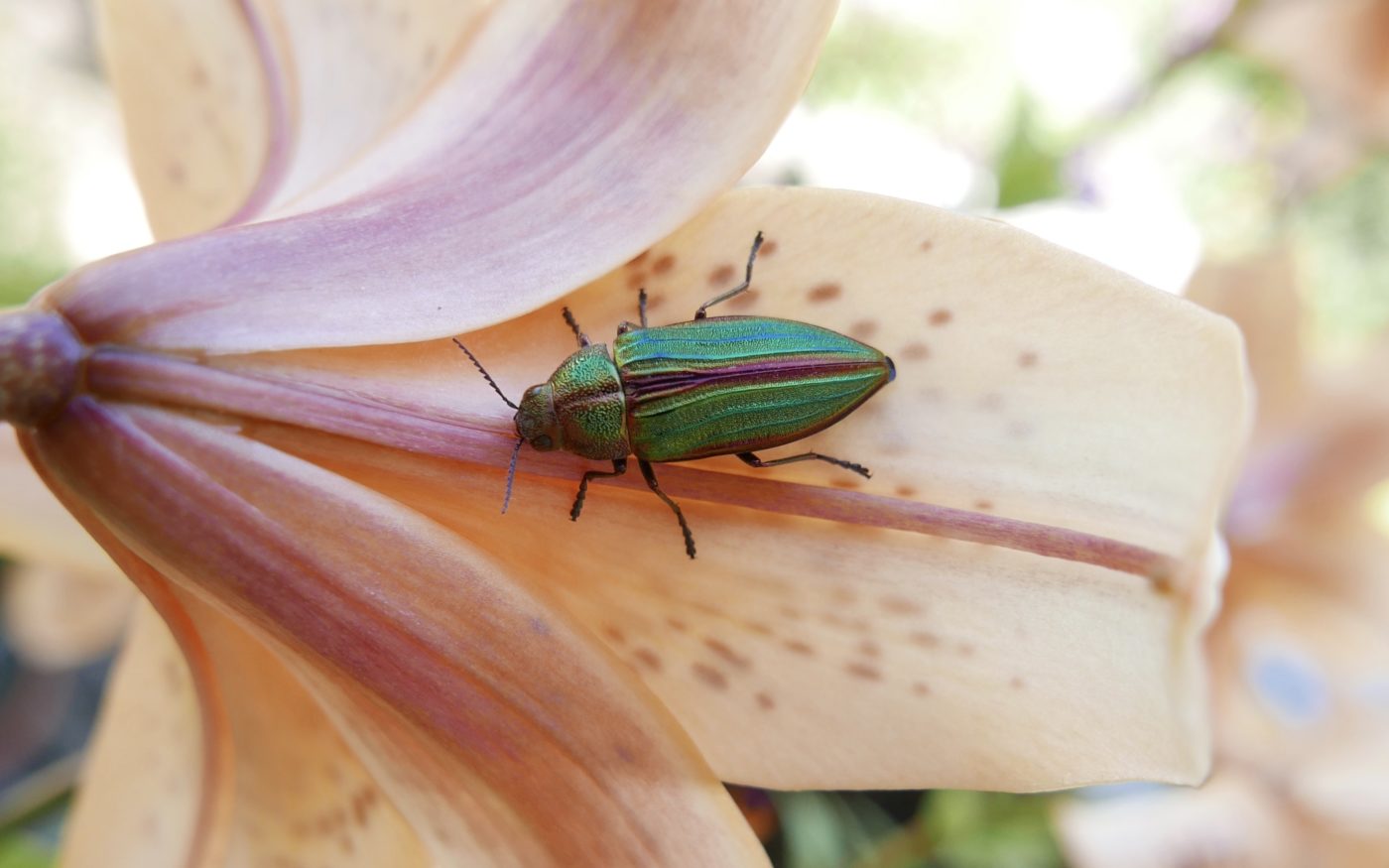 Green Golden Beprestid beetle, Buprestis aurulenta, on a pale pink iris flower