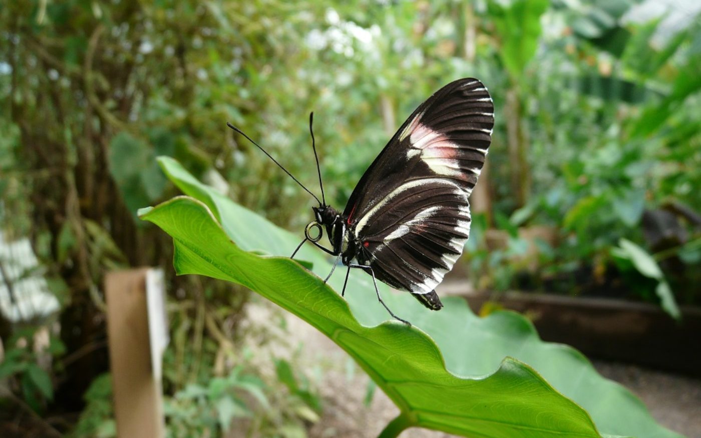 Mormon butterfly, Papilio polytes
