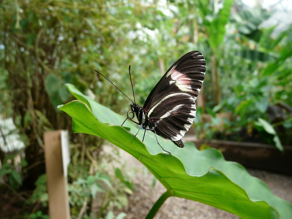 Mormon butterfly, Papilio polytes
