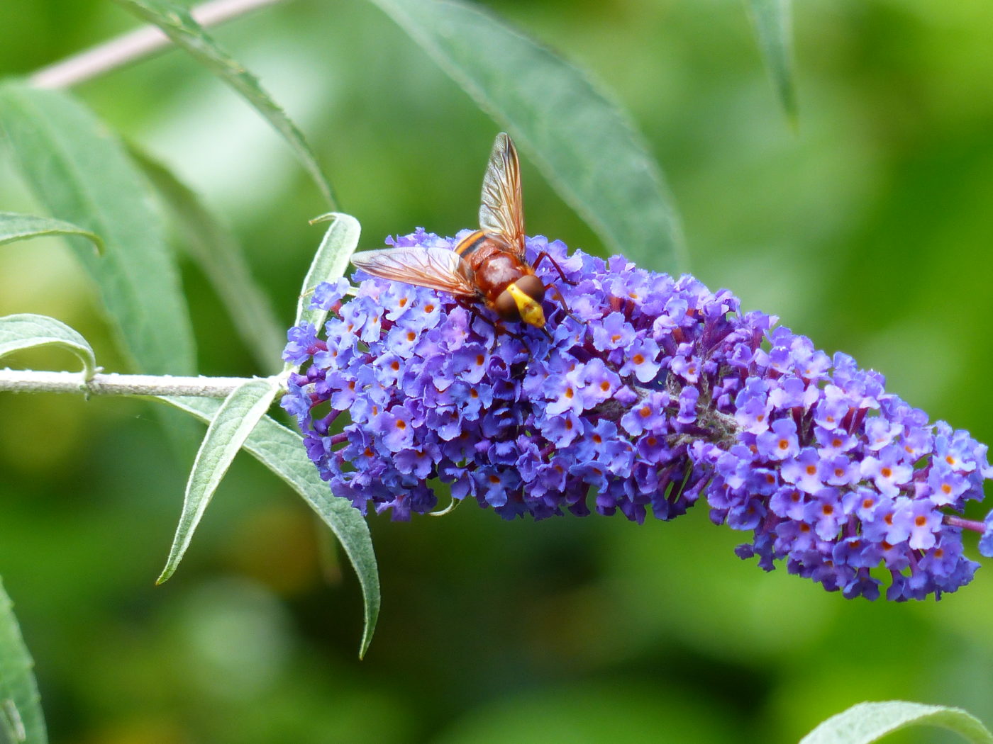 Horsefly on purple buddleia flowers