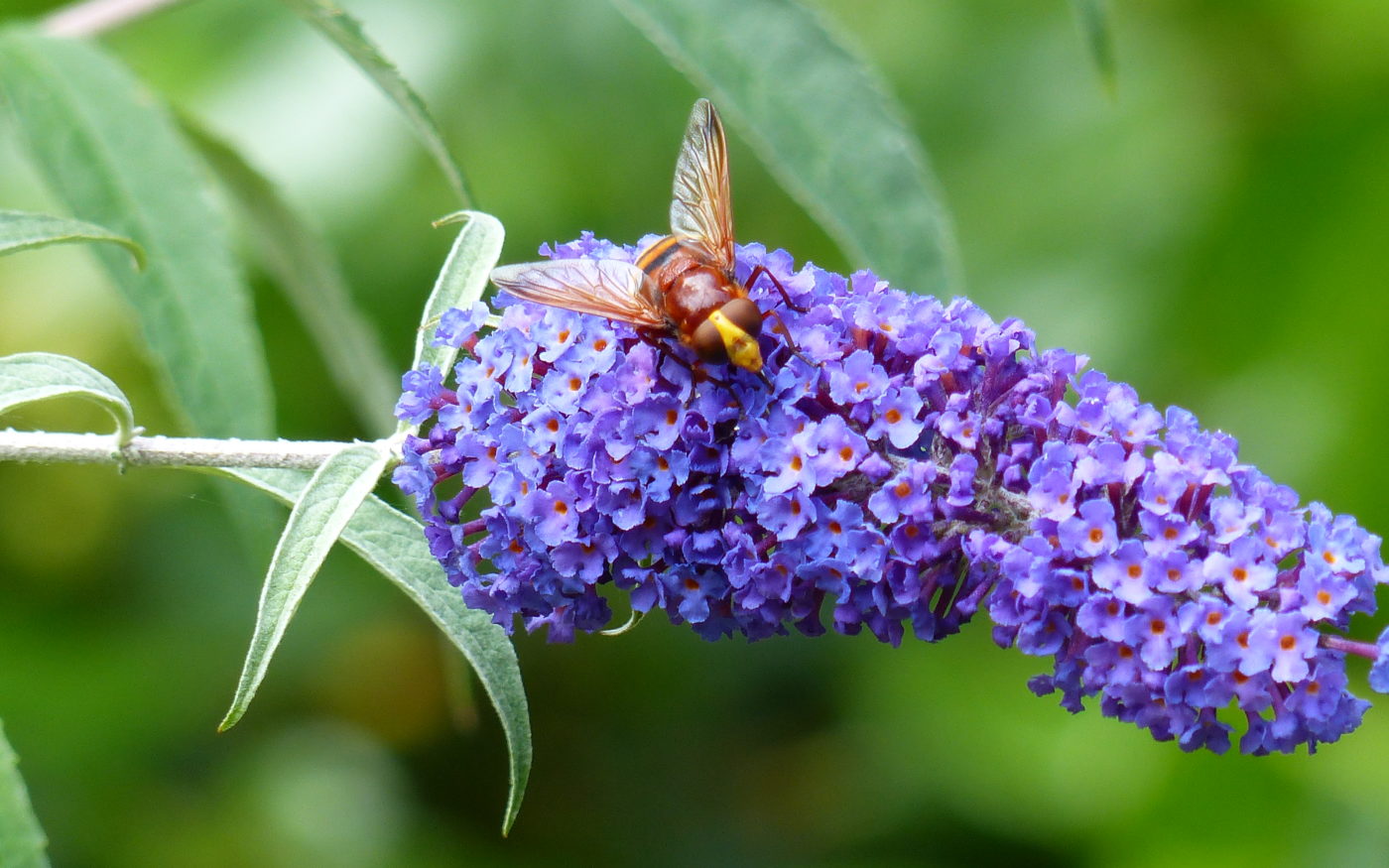 Horsefly on purple buddleia flowers