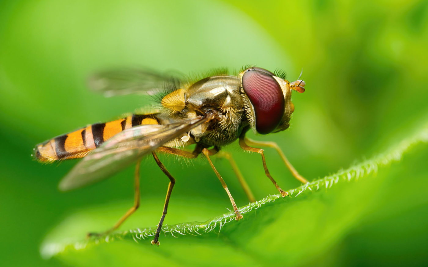Hoverfly on a green leaf