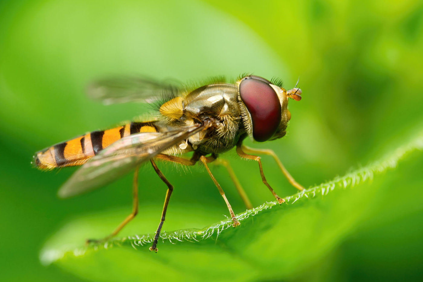 Hoverfly on a green leaf