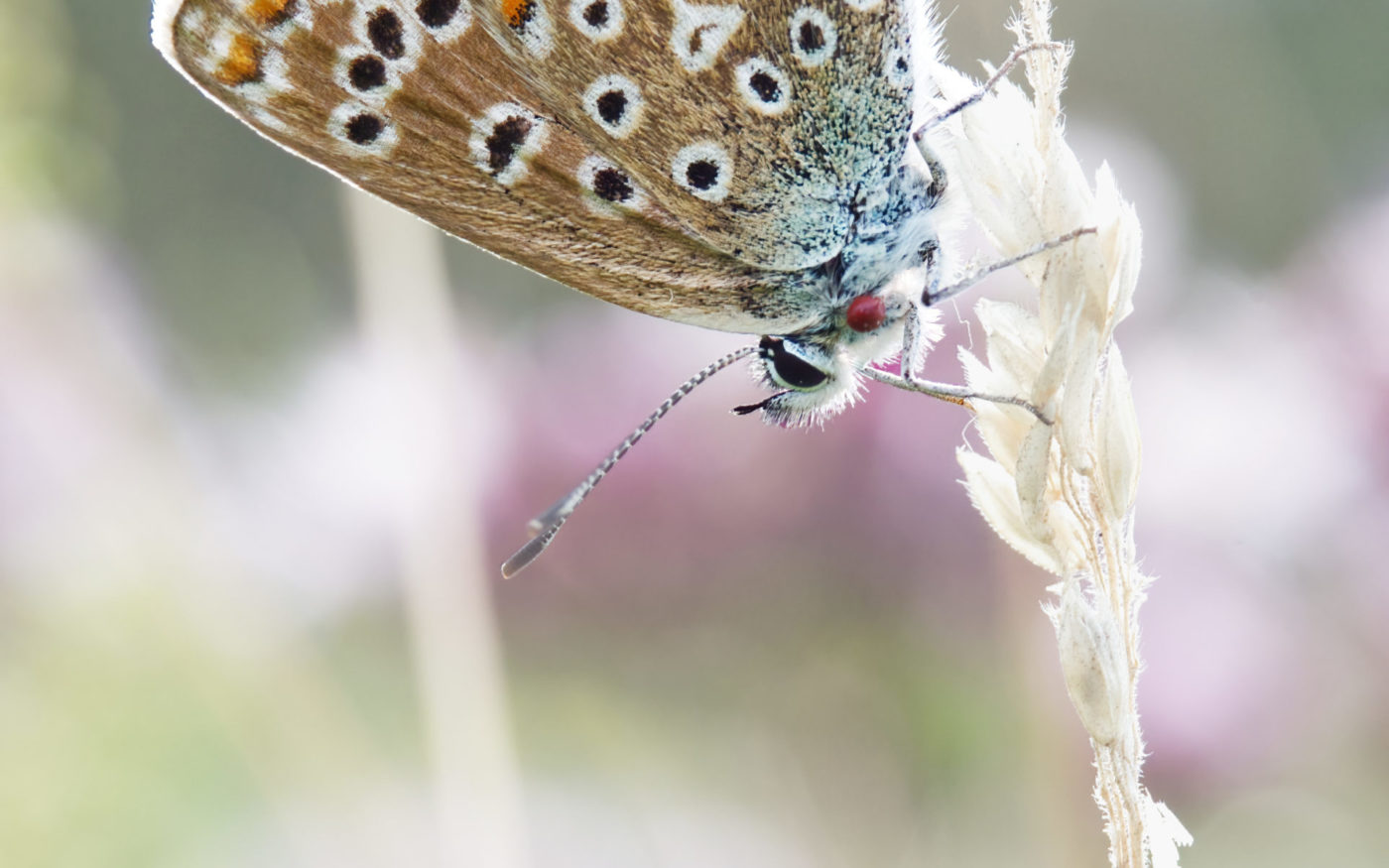 Common Blue butterfly, Polyommatus icarus, on a stalk of grass