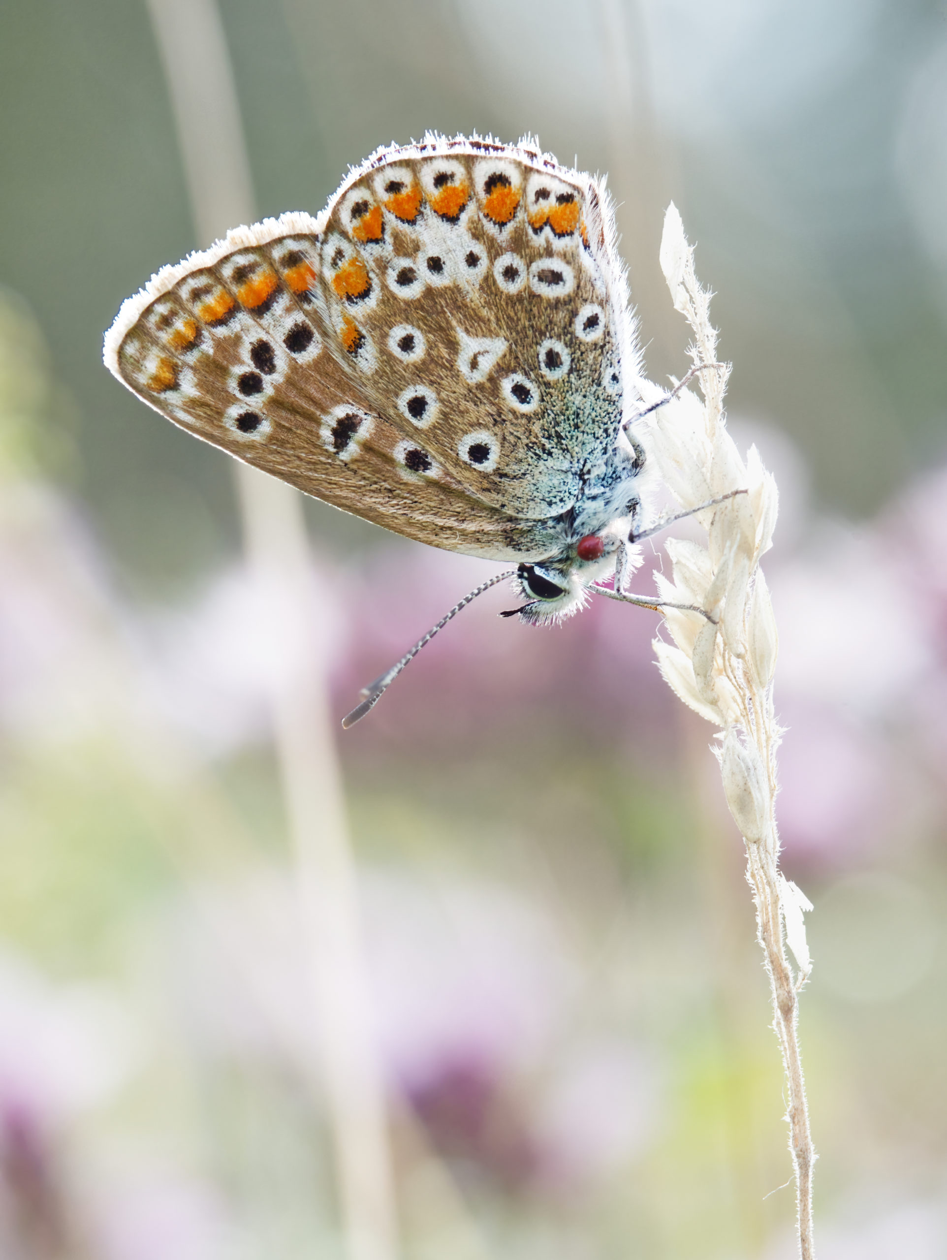 Common Blue butterfly, Polyommatus icarus, on a stalk of grass