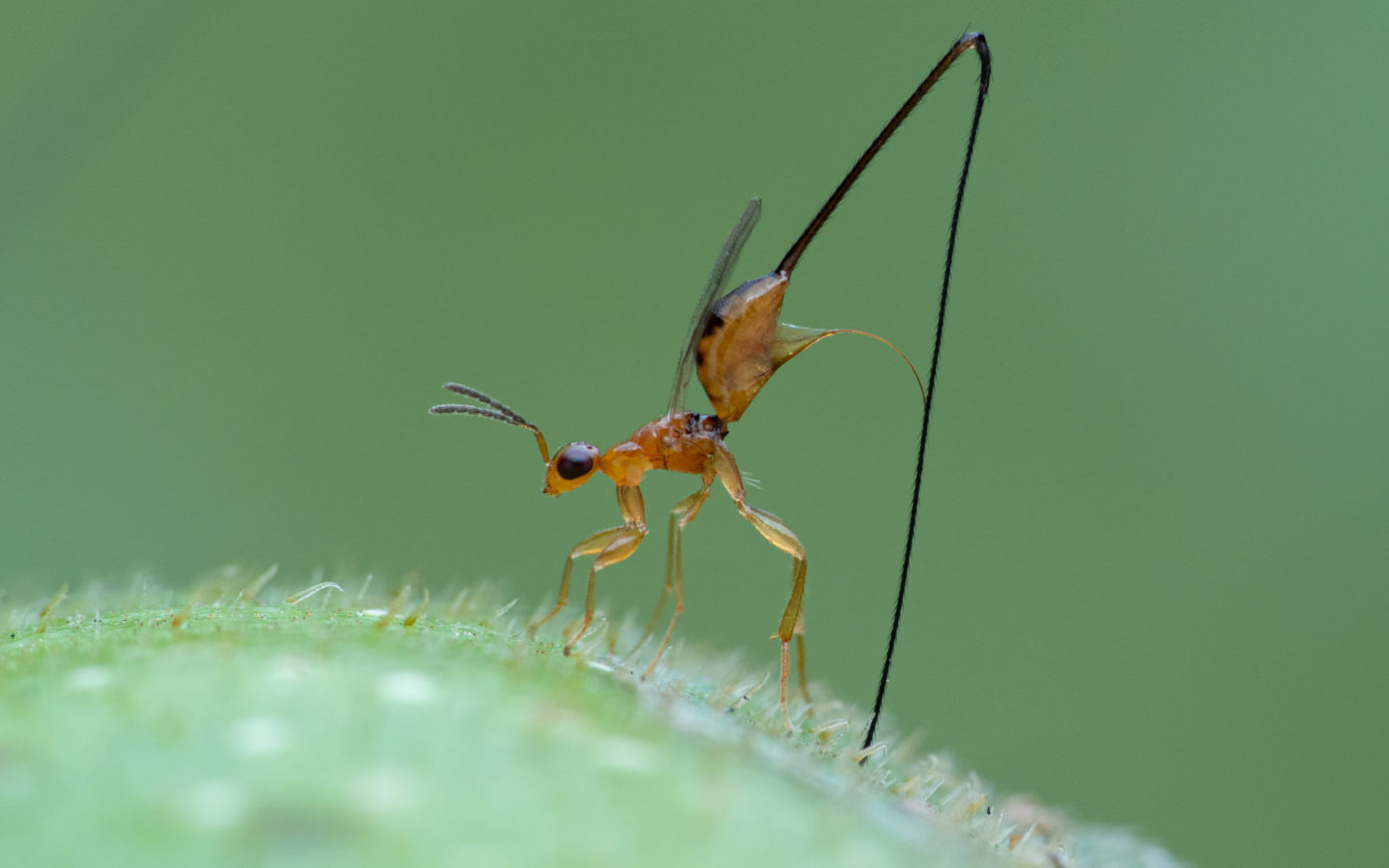 Female ant laying its eggs - oviposting