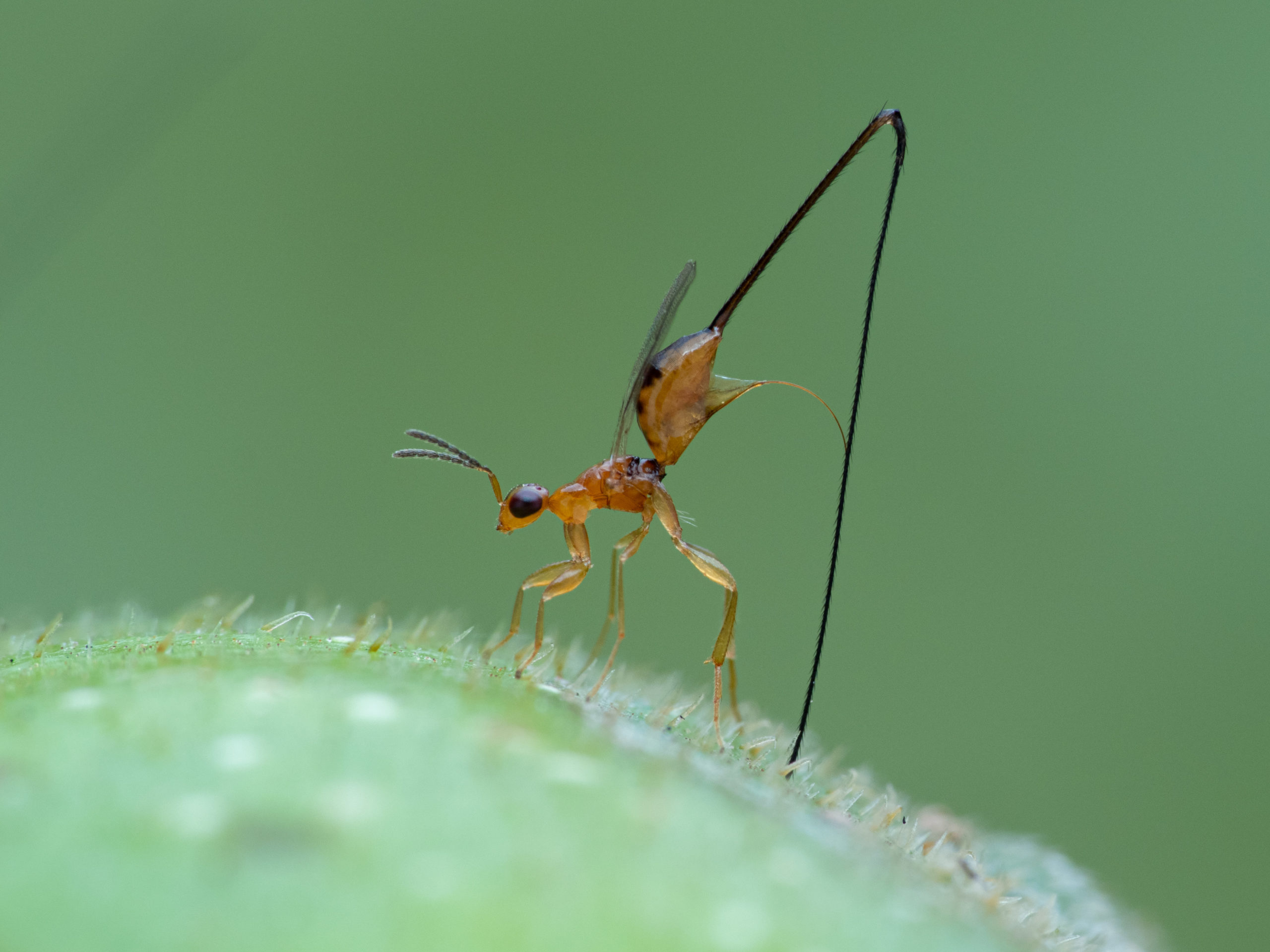 Female ant laying its eggs - oviposting