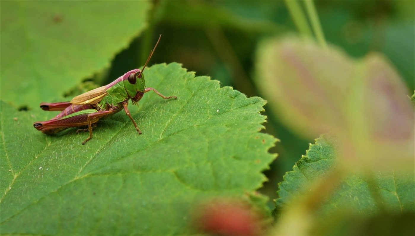 Meadow Grasshopper, Pseudochorthippus parallelus on a green leaf