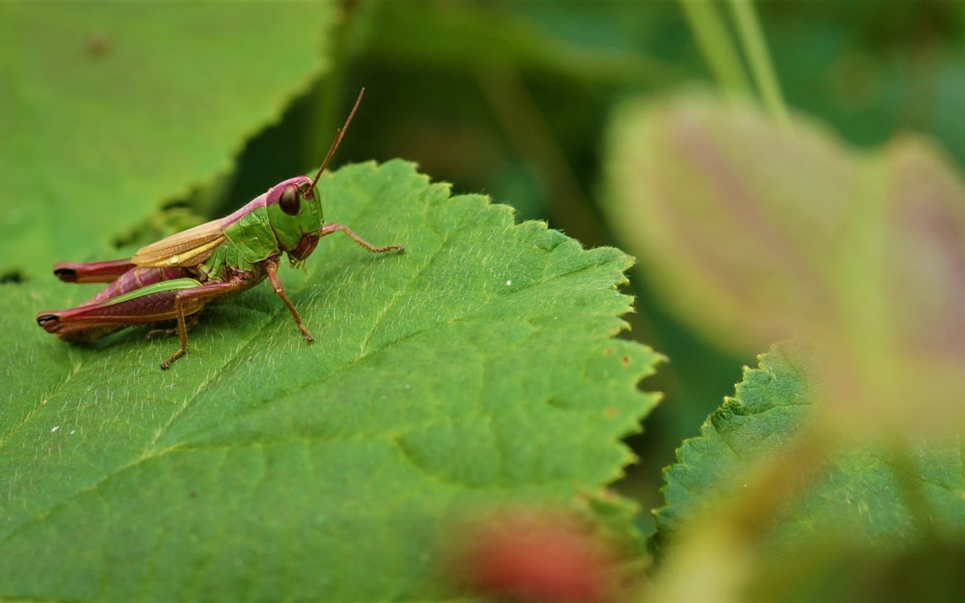 Meadow Grasshopper, Pseudochorthippus parallelus on a green leaf