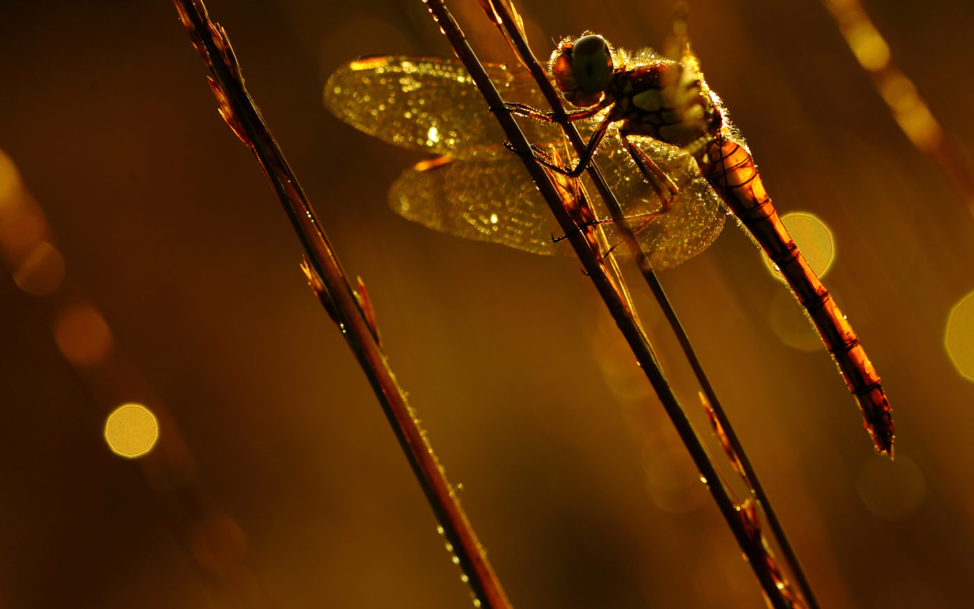 Common darter, Sympetrum striolatum