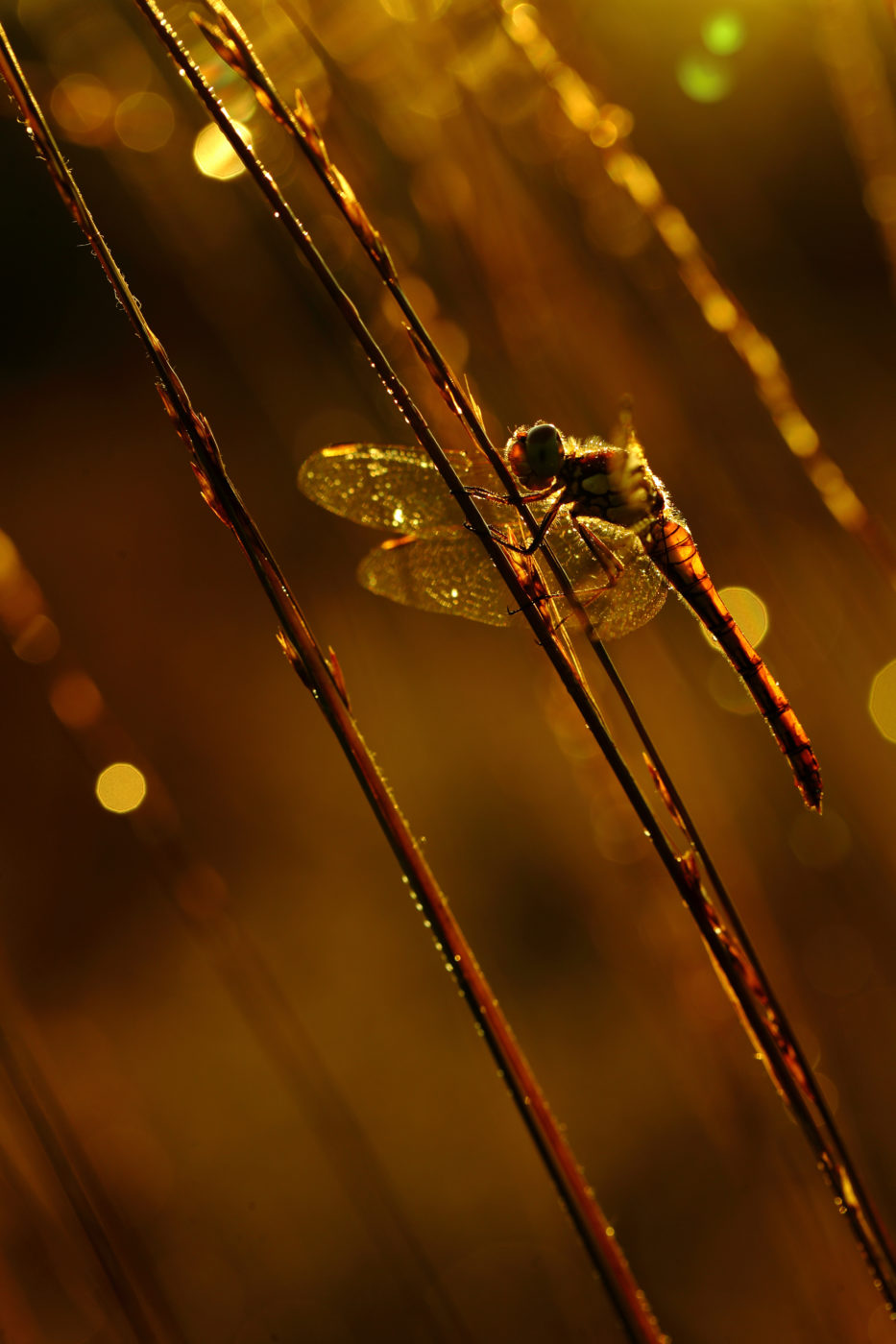 Common darter, Sympetrum striolatum