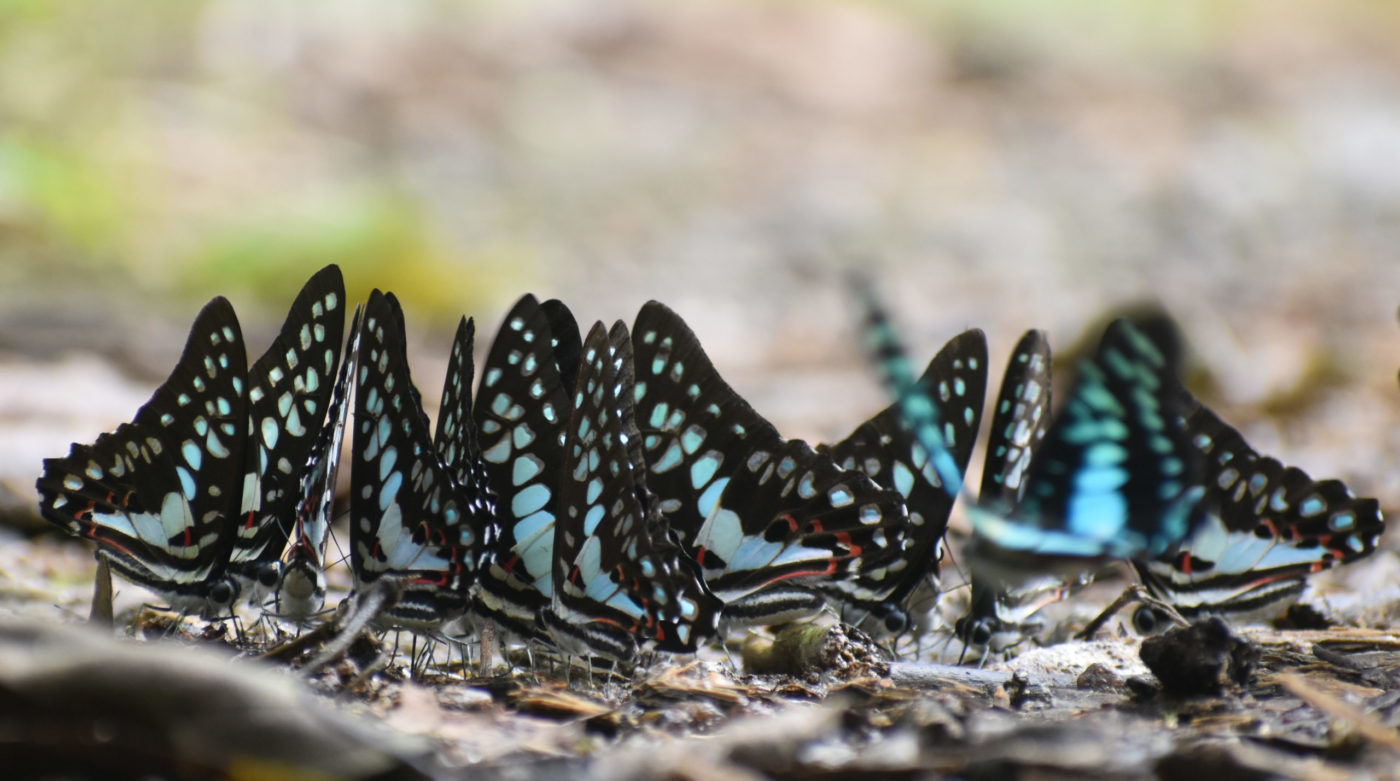 Common jay butterflies, Graphium doson