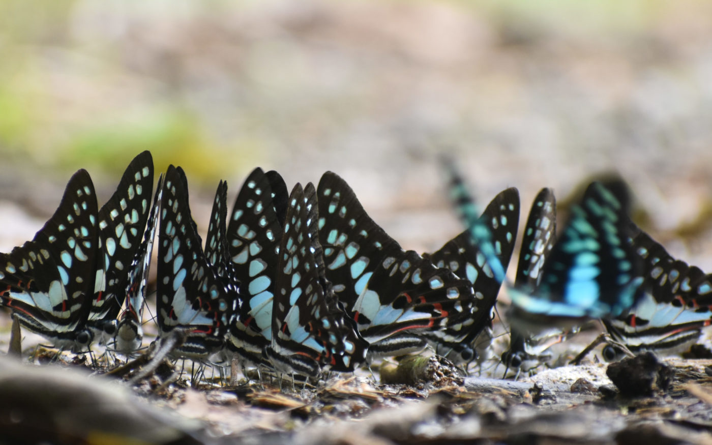 Common jay butterflies, Graphium doson