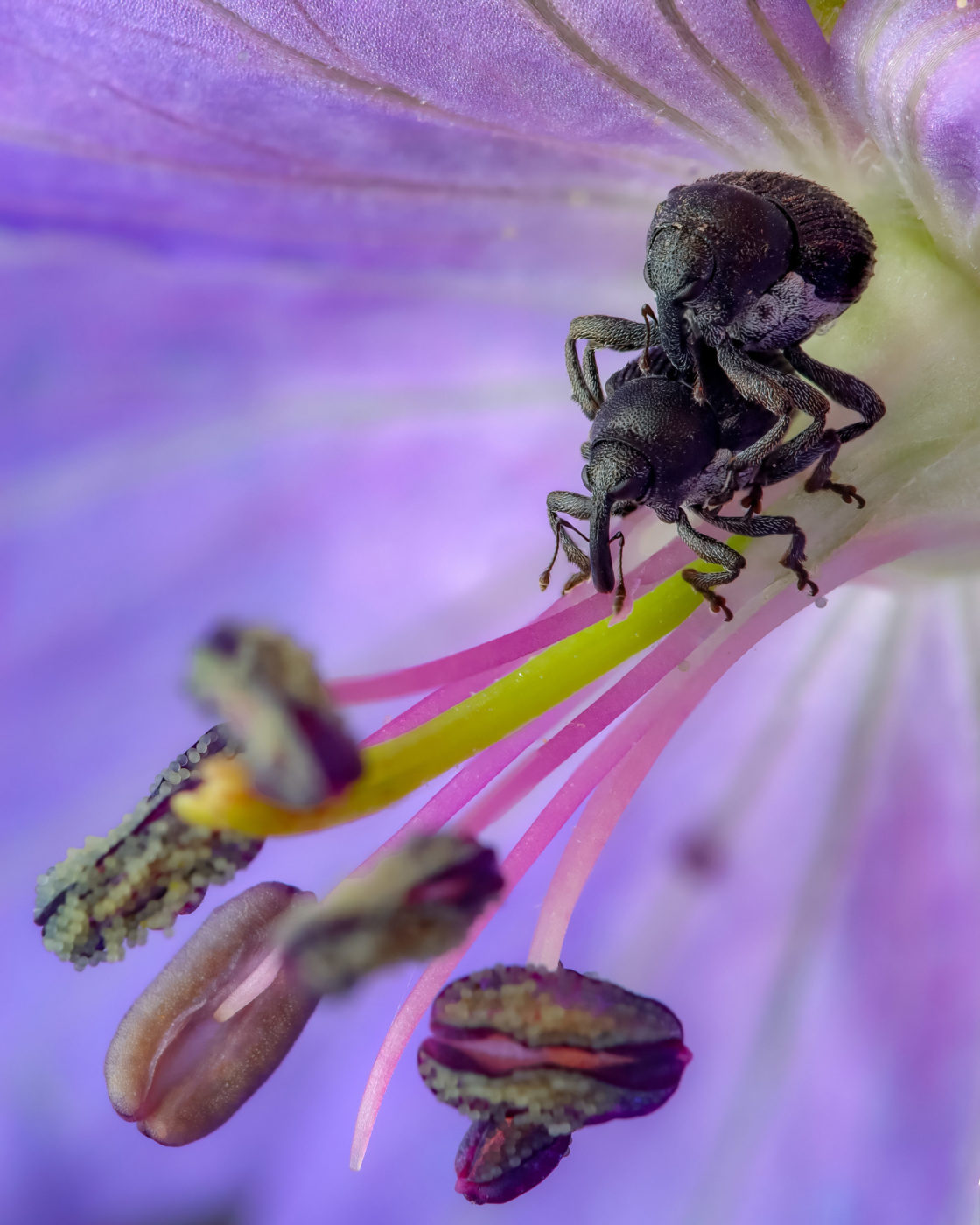 Meadow Cranesbill Weevils, Zacladus geranii, mating on a flower stamen