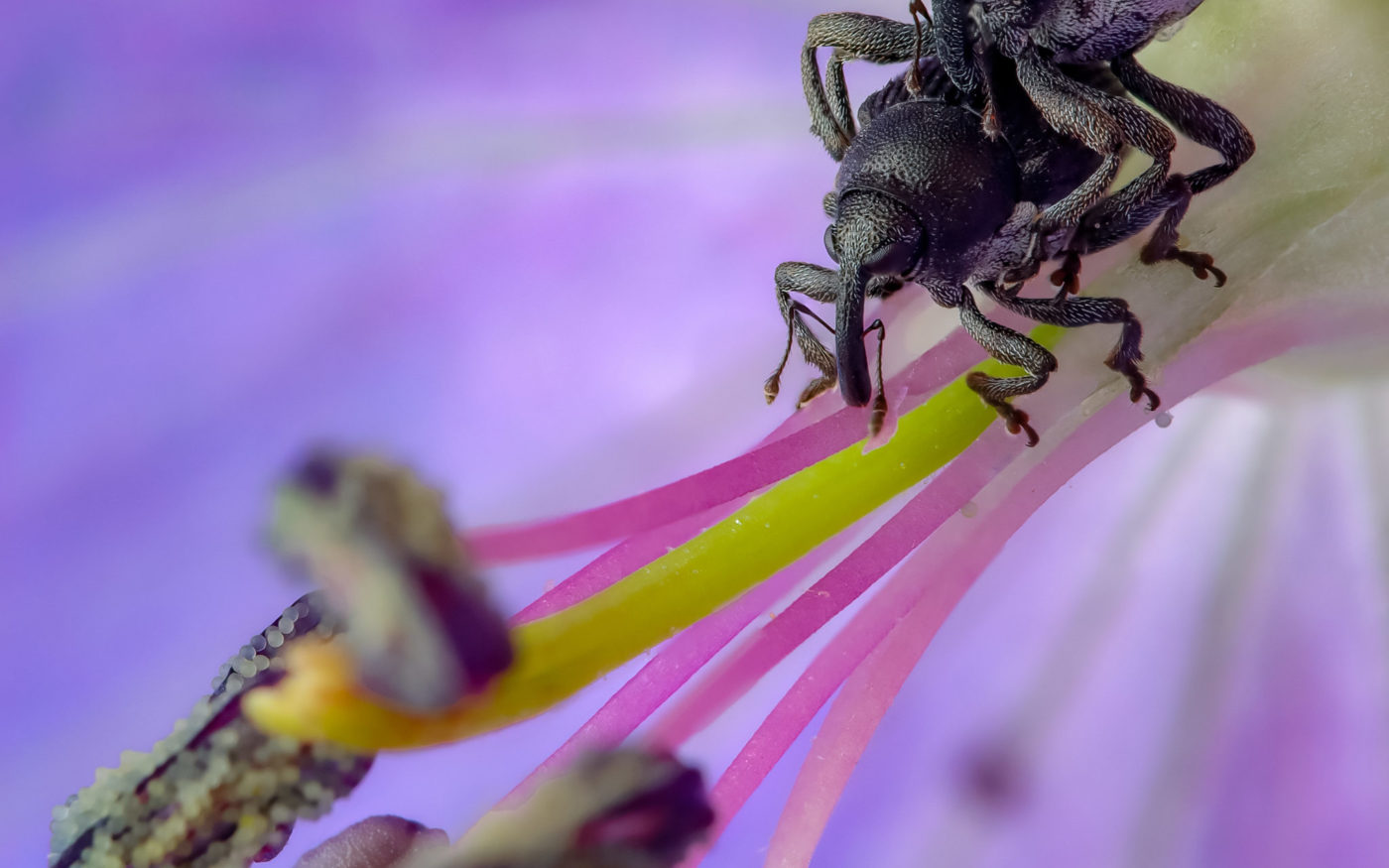 Meadow Cranesbill Weevils, Zacladus geranii, mating on a flower stamen
