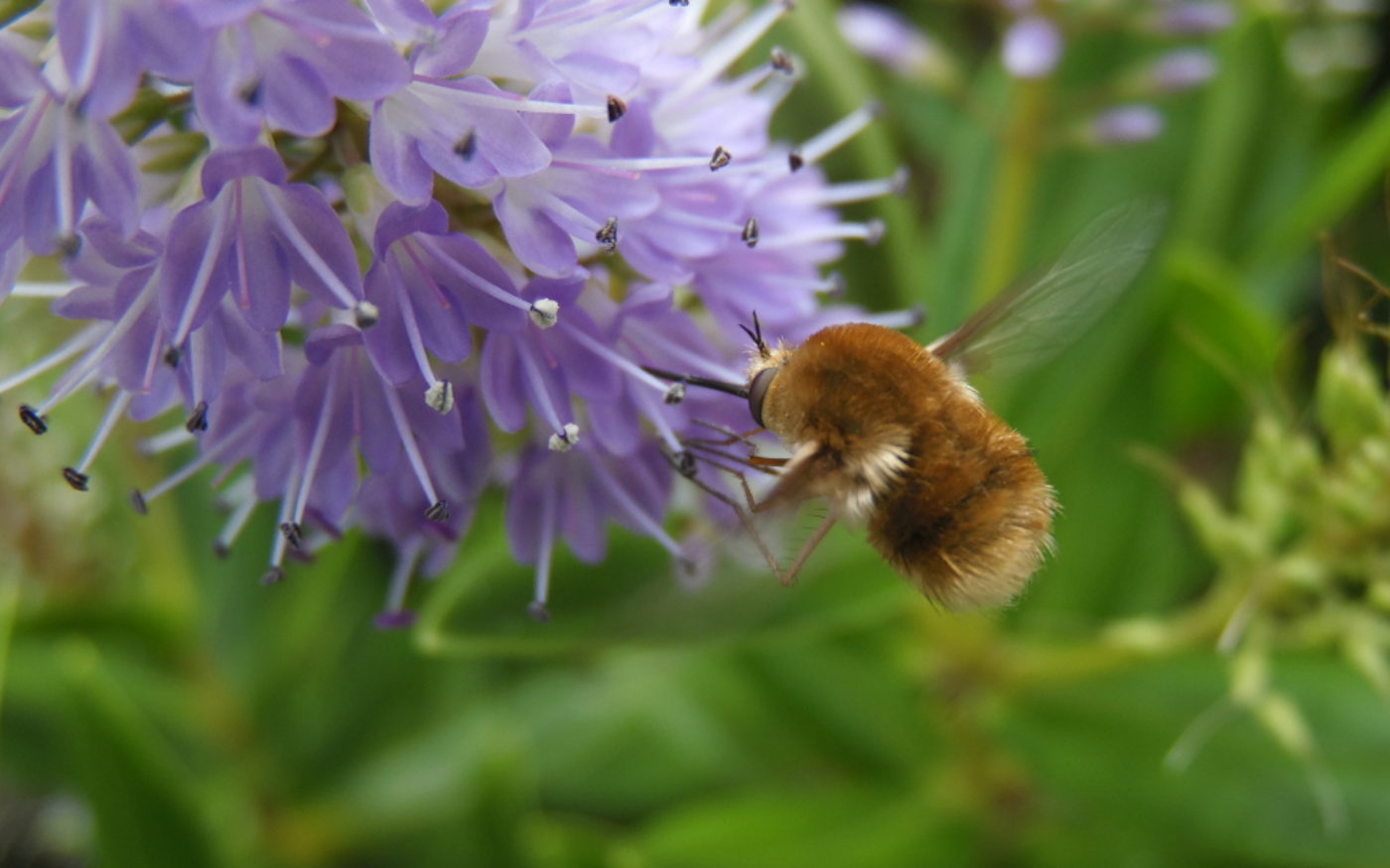 Bee-fly, flying and feeding on a purple plant
