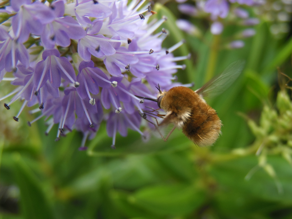 Bee-fly, flying and feeding on a purple plant