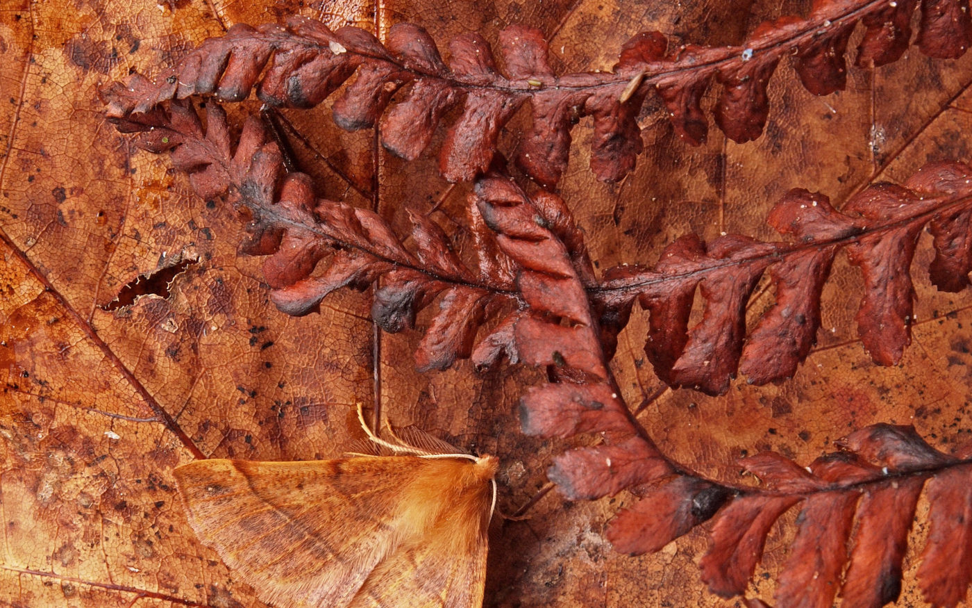 Brown Feathered Thorn moth, Colotois pennaria, disguised against a background of brown Autumn leaves