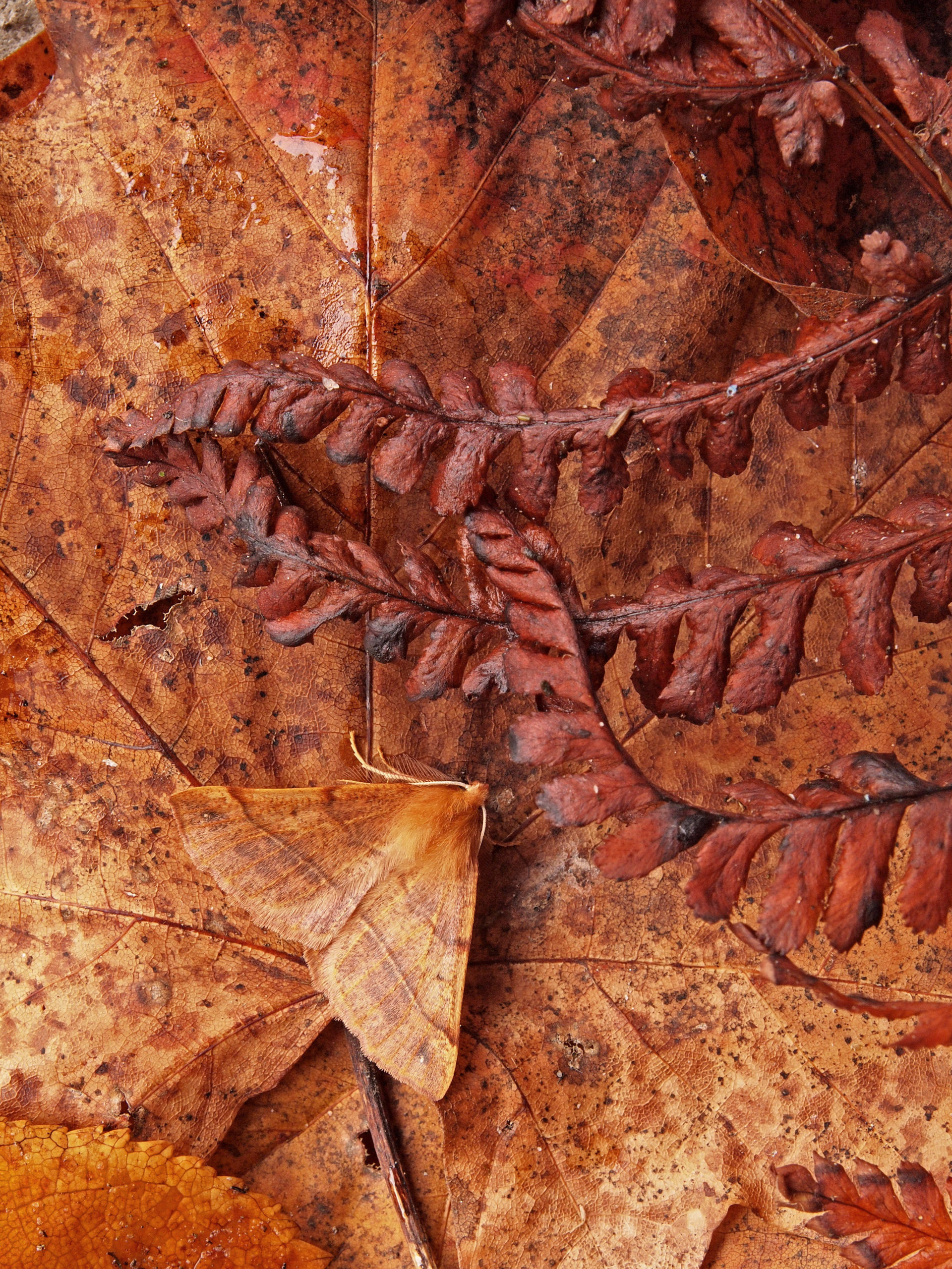 Brown Feathered Thorn moth, Colotois pennaria, disguised against a background of brown Autumn leaves