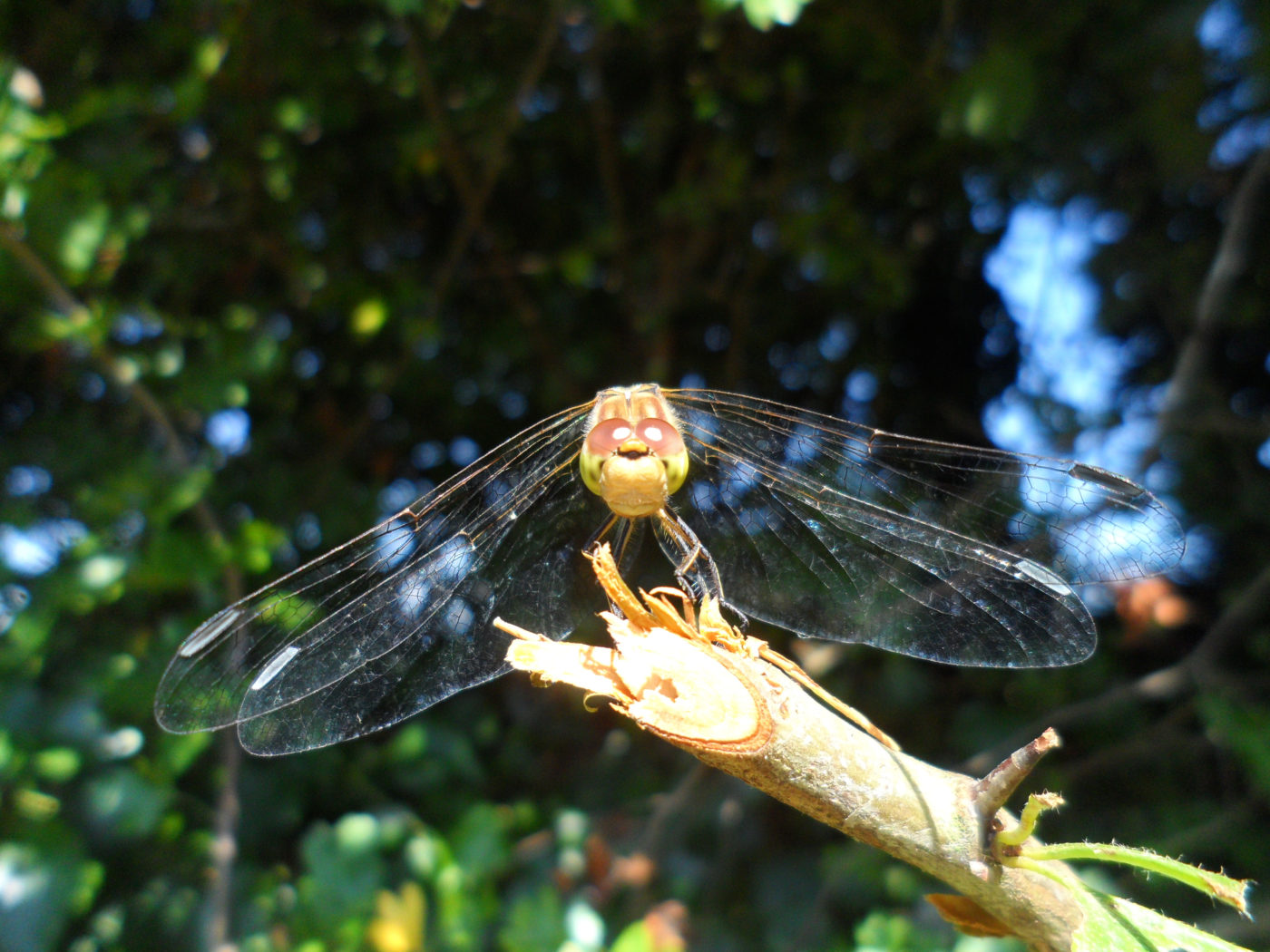 Green dragonfly on a twig