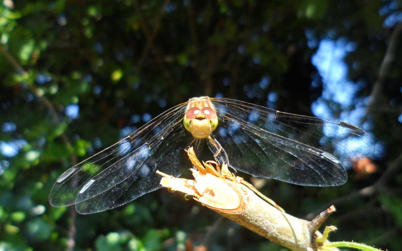 Green dragonfly on a twig