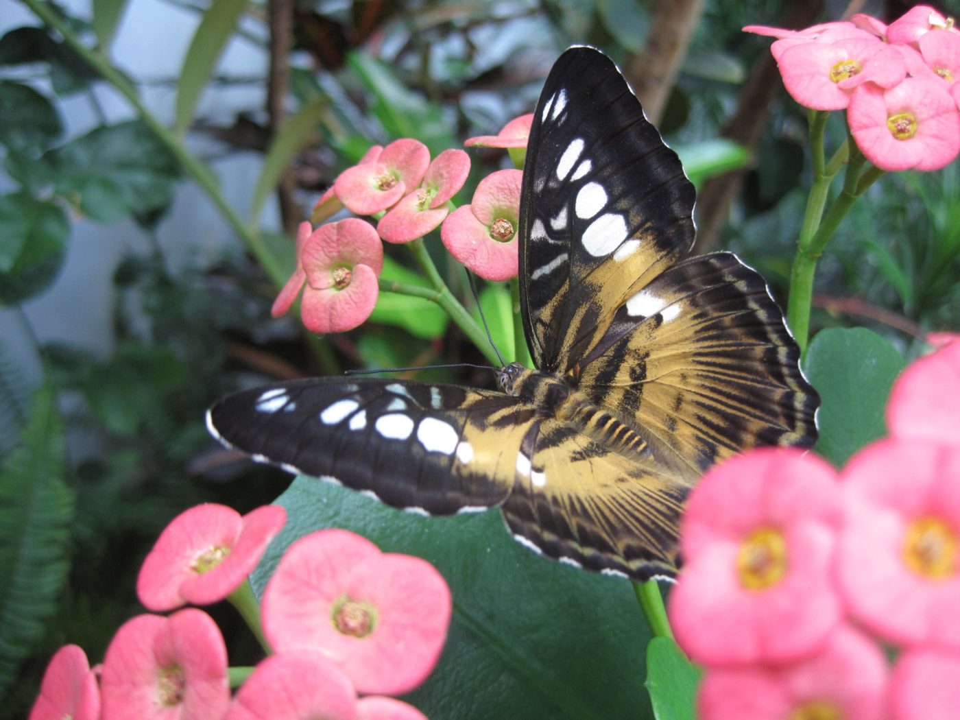 Brown Clipper butterfly, Parhenus Silvia, on pink flowers