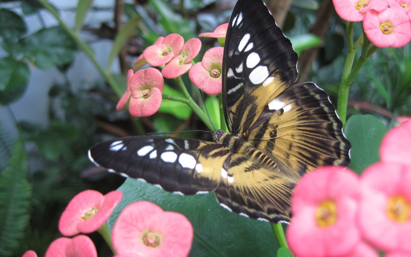 Brown Clipper butterfly, Parhenus Silvia, on pink flowers