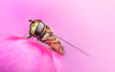Marmalade hoverfly, Episyrphus balteatus, on a pink flower