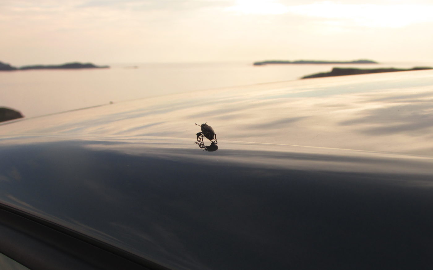 Beetle silhouetted against a shiny surface