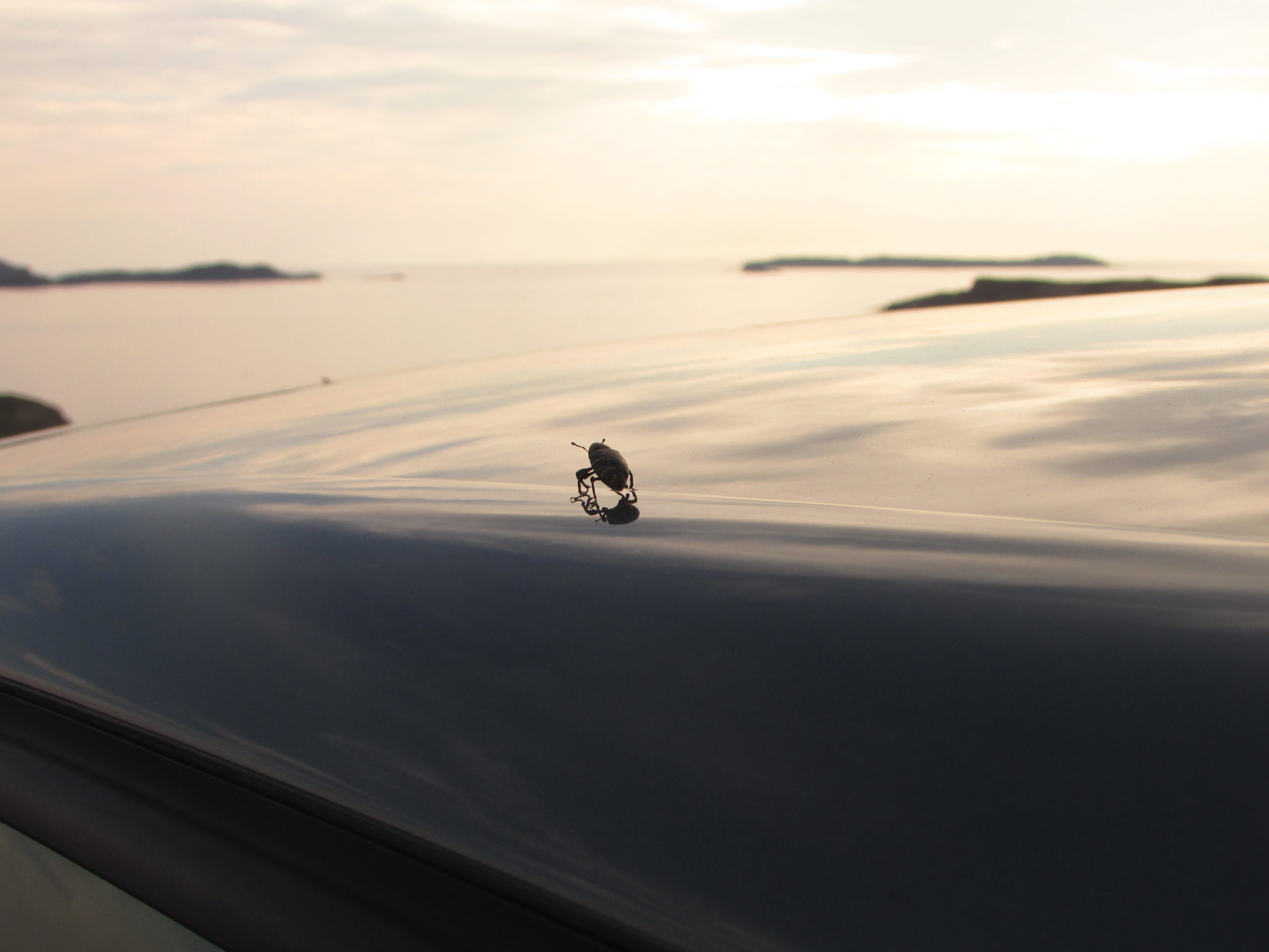 Beetle silhouetted against a shiny surface