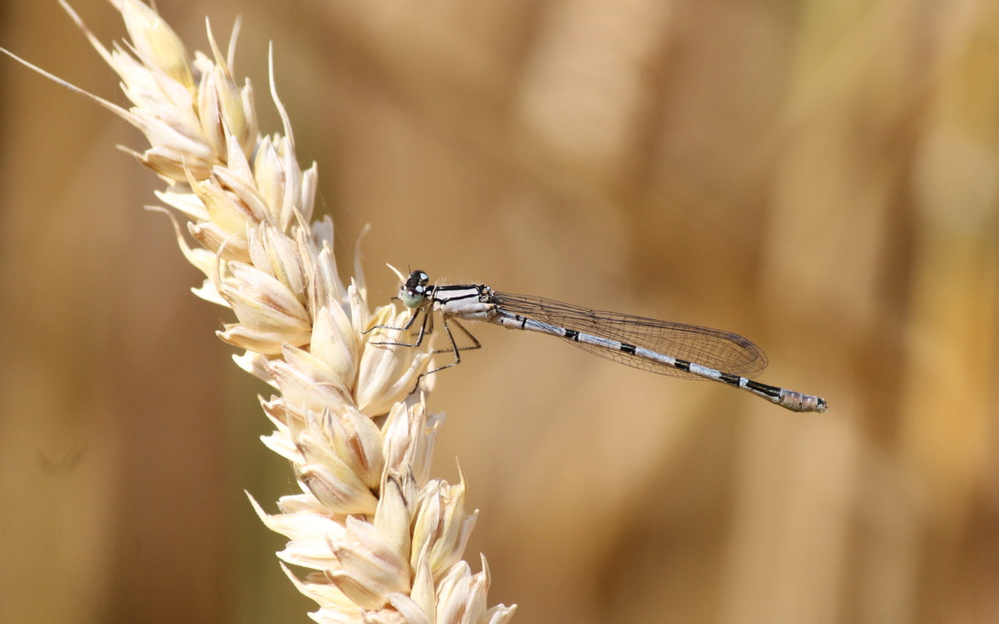 Azure Damselfly, Coenagrion puella, on an ear of wheat