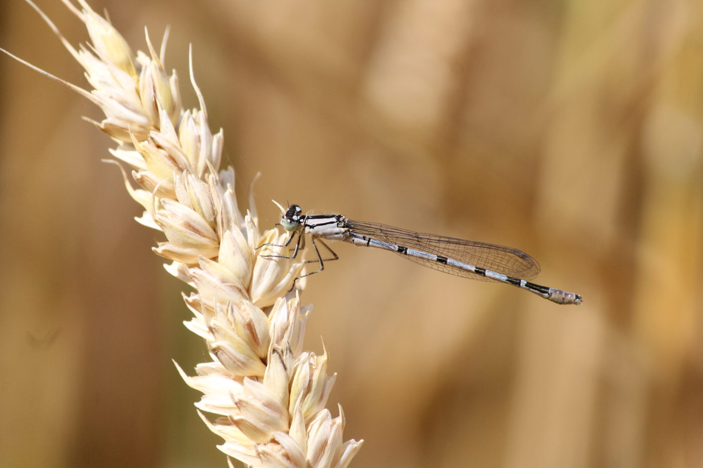 Azure Damselfly, Coenagrion puella, on an ear of wheat