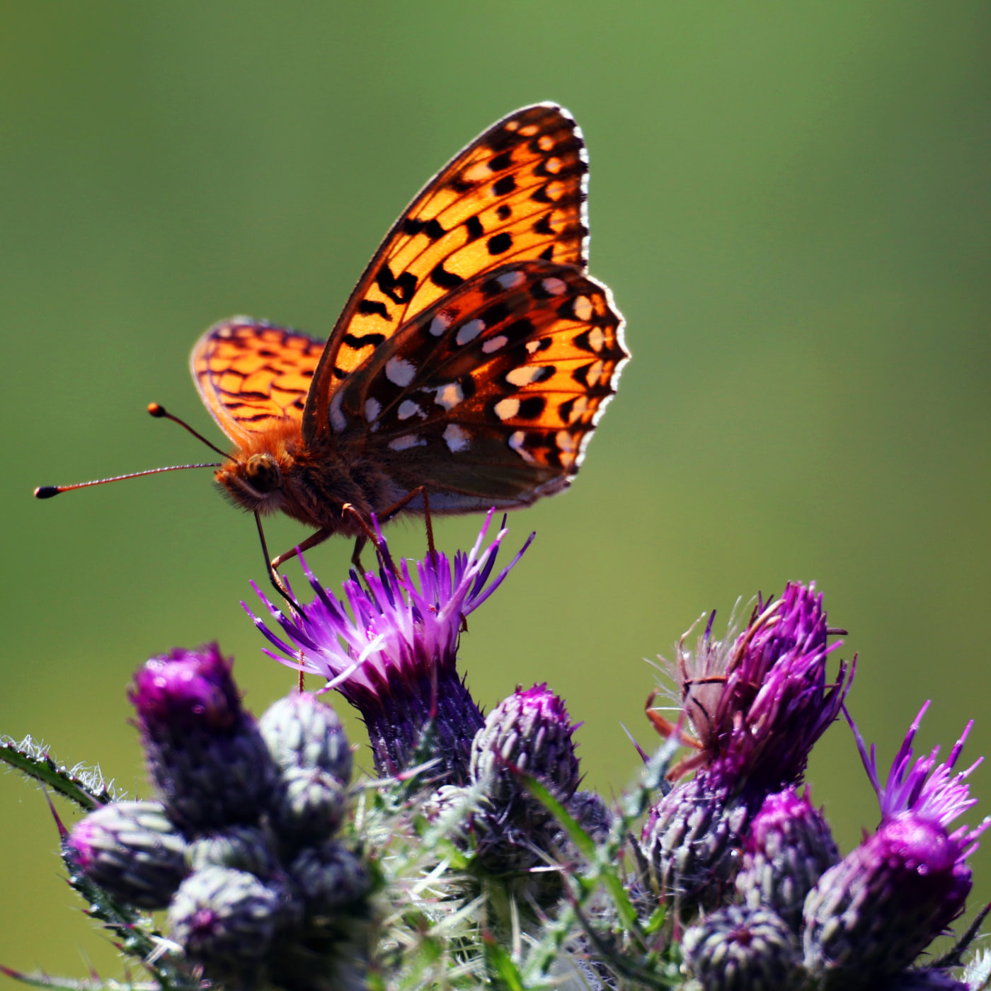 Dark green fritillary, Speyeria aglaja, on a thistle.