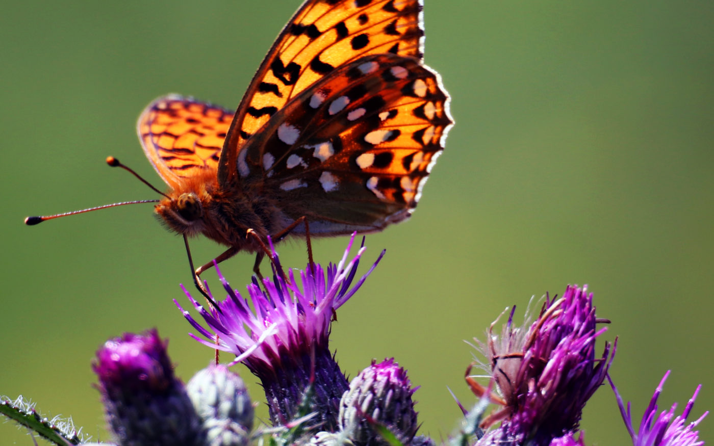Dark green fritillary, Speyeria aglaja, on a thistle.