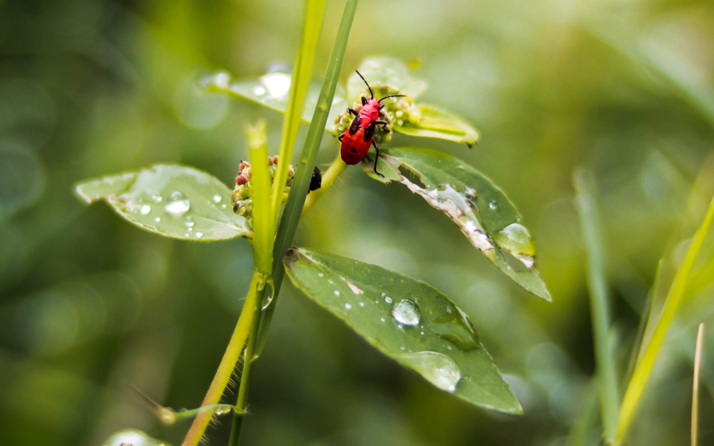 Small red hemiptera on a green plant