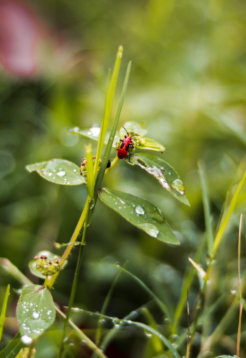 Small red hemiptera on a green plant