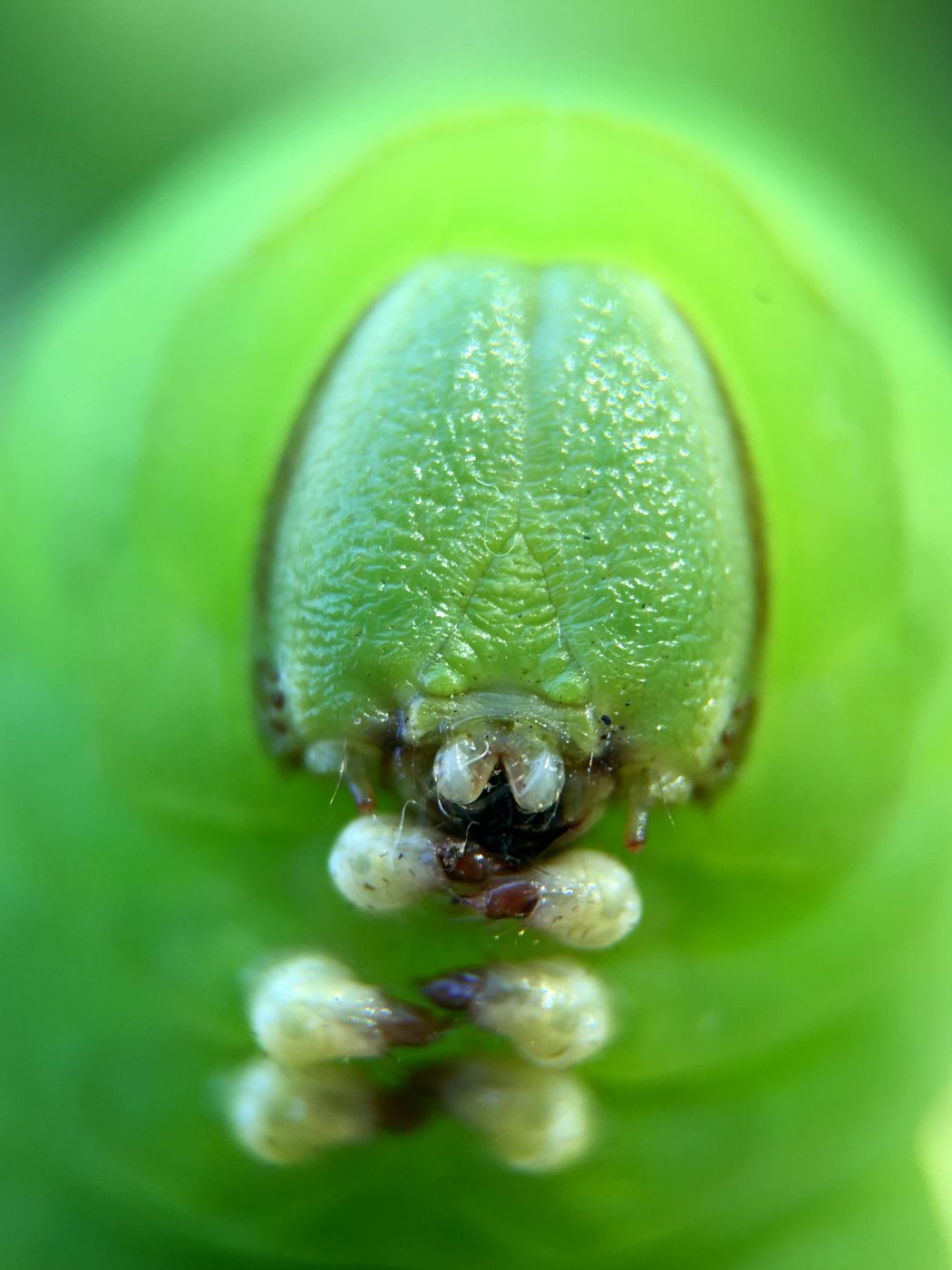 Green Privet Hawkmoth caterpillar, Sphinx ligustri