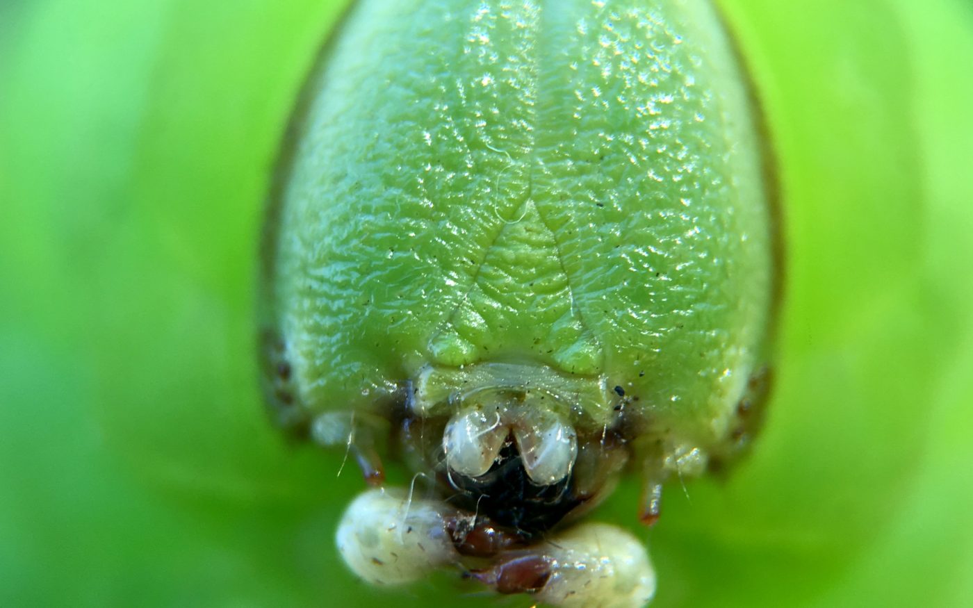 Green Privet Hawkmoth caterpillar, Sphinx ligustri