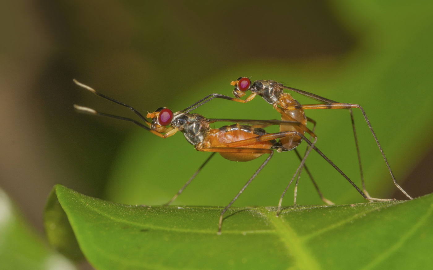 Long-legged flies mating