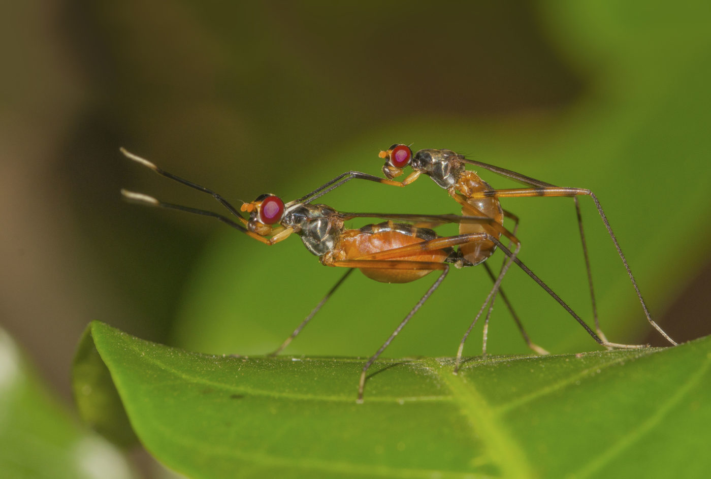 Long-legged flies mating