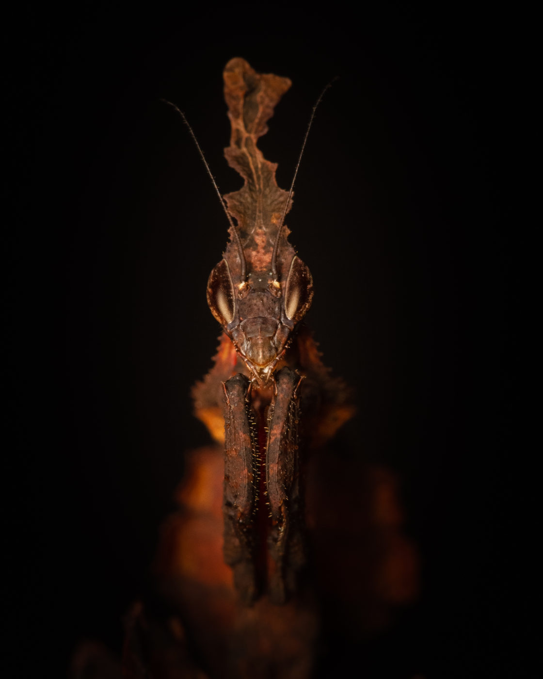 Ghost mantis, Phyllocrania paradoxa