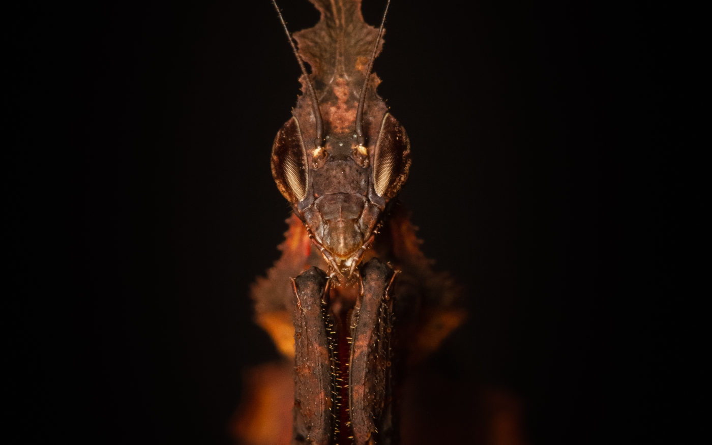Ghost mantis, Phyllocrania paradoxa