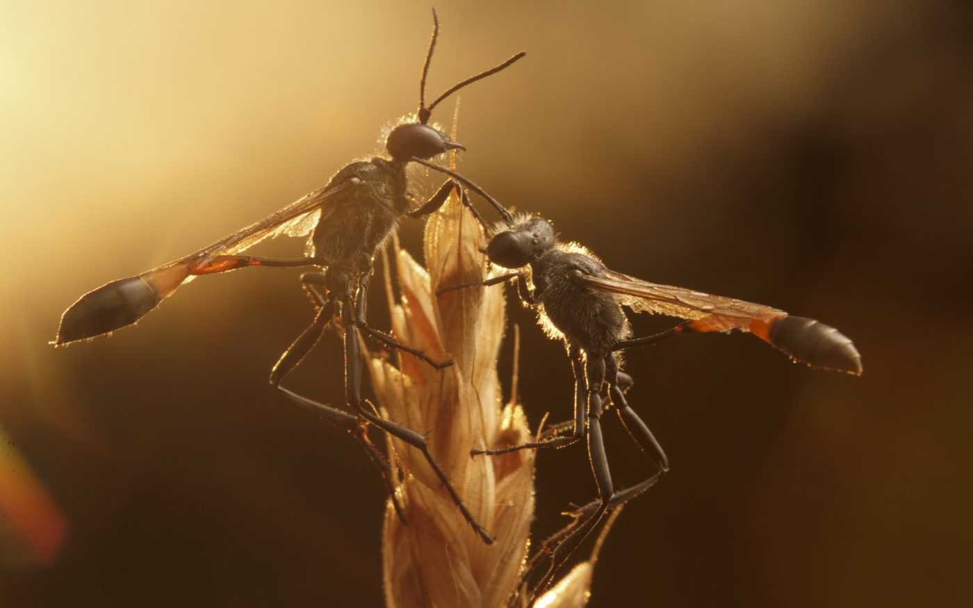 Two Ammophila wasps on dry grass at dawn