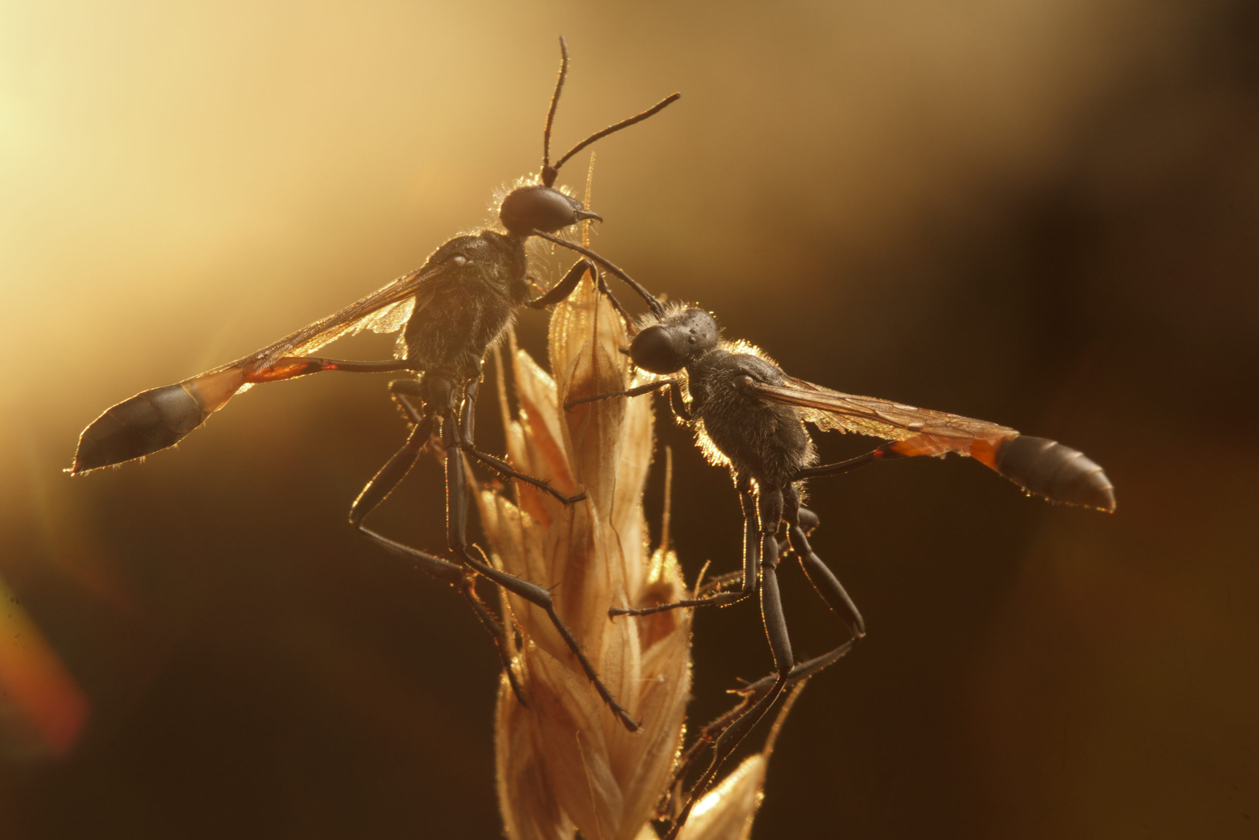 Two Ammophila wasps on dry grass at dawn