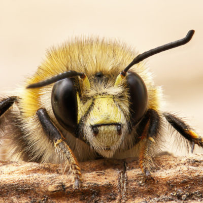 Carder Bee