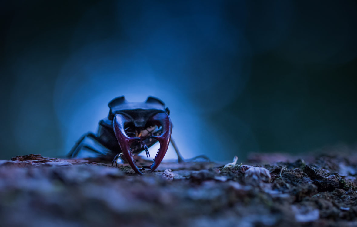 Just jaw dropping - Insect Week