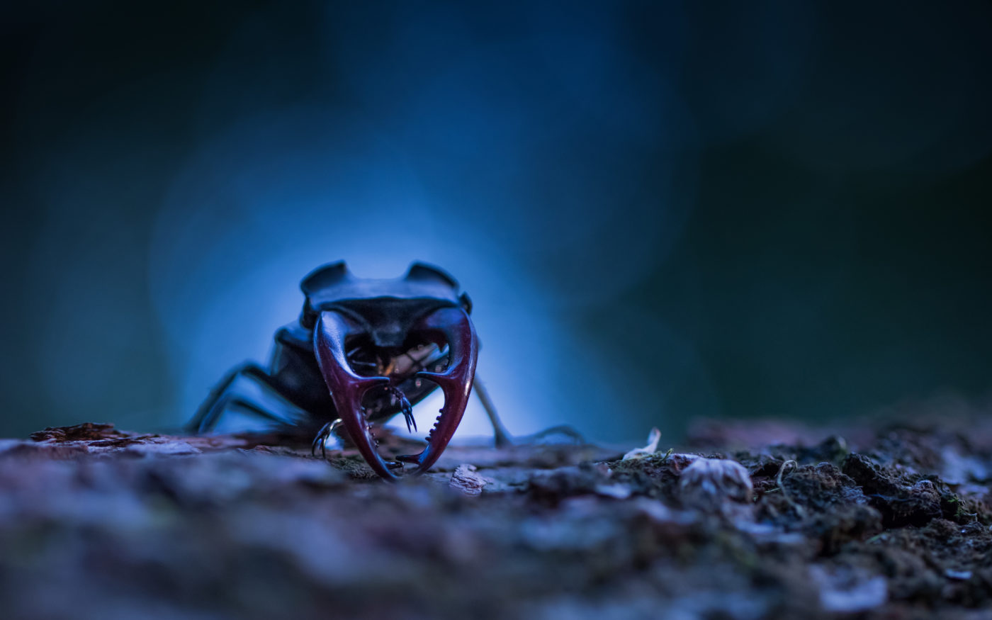 Stag Beetle